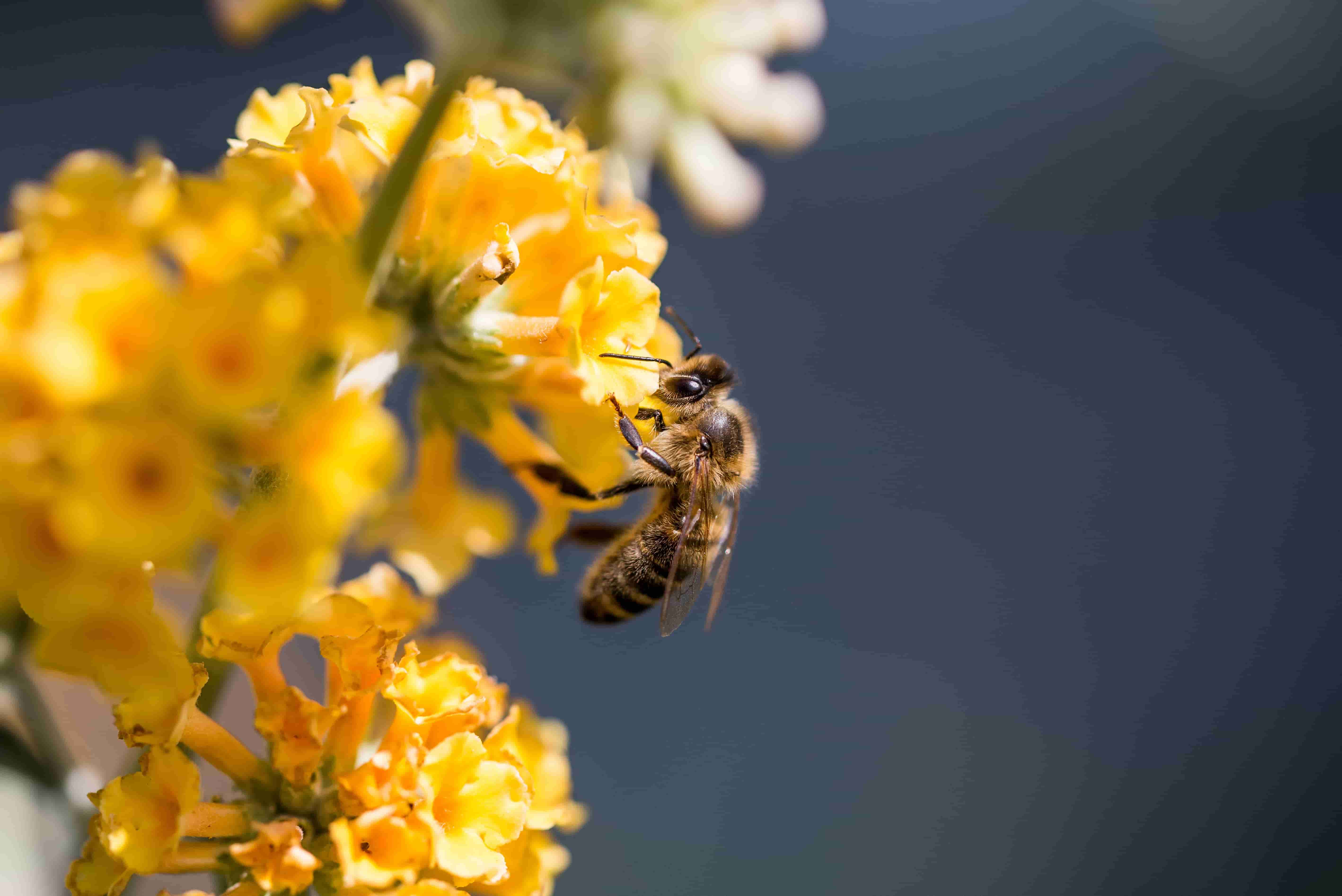 Пчелиная пыльца - суперфуд для похудения. Ее полезные свойства, от чего она помогает