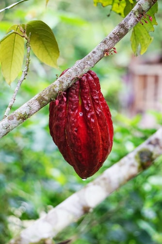 Какао - бобы - суперфуд здоровья и долголетия. В чем их польза