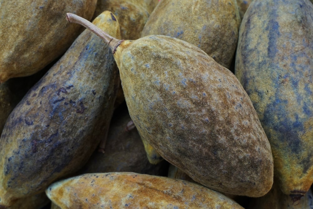 Плоды баобаба - суперфуд здоровья. Их полезные свойства. Есть ли у них противопоказания